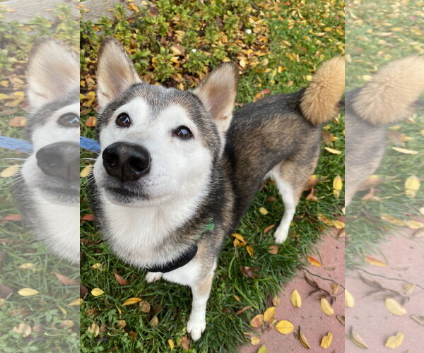 Medium Photo #3 Shiba Inu Puppy For Sale in Davis, CA, USA