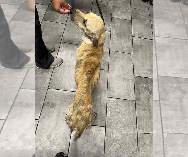 Medium Photo #4 Mutt Puppy For Sale in New York, NY, USA