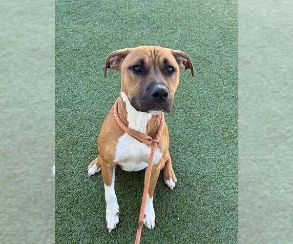 Medium Photo #1 American Pit Bull Terrier Puppy For Sale in Fayetteville, NC, USA