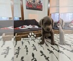 Puppy Aspen Labrador Retriever