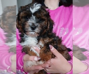 Maltipoo (Toy) Puppy for sale in BURLINGTON, MA, USA