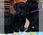 Small Photo #3 Labrador Retriever Puppy For Sale in OLYMPIA, WA, USA