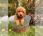 Small #1 Cockapoo (Toy)