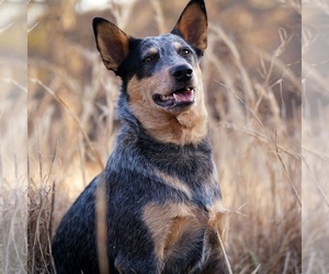 Mother of the Australian Cattle Dog puppies born on 02/28/2022