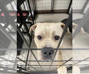 Staffordshire Bull Terrier Dogs for adoption in Fort Collins, CO, USA