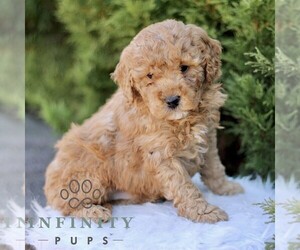 Goldendoodle (Miniature) Puppy for sale in KINZERS, PA, USA