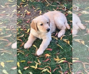 Golden Retriever Puppy for sale in LIVERMORE, CA, USA