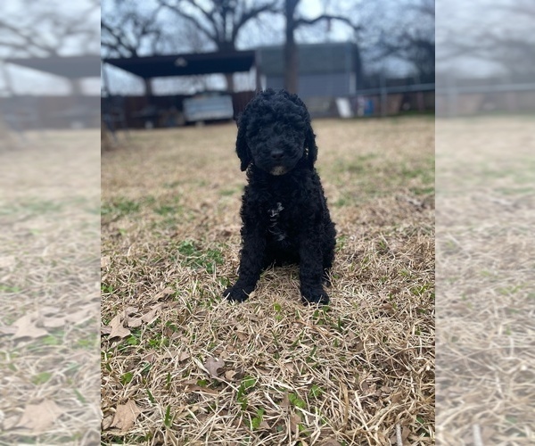 Medium Photo #5 Goldendoodle Puppy For Sale in SOUTHLAKE, TX, USA