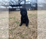 Small Photo #5 Goldendoodle Puppy For Sale in SOUTHLAKE, TX, USA