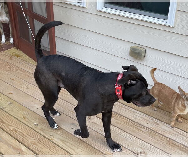 Medium Photo #16 Boxador Puppy For Sale in Holly Springs, NC, USA