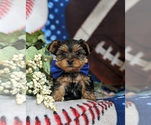 Yorkshire Terrier Puppy for sale in OXFORD, PA, USA