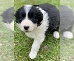 Puppy Bridgerton Border Collie