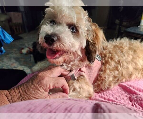 Medium Photo #1 Aussiedoodle Miniature  Puppy For Sale in WATERLOO, SC, USA