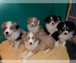 Small Photo #3 Australian Shepherd Puppy For Sale in DUVALL, WA, USA