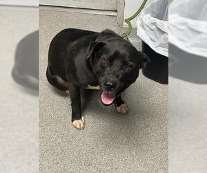 Labrador Retriever-Unknown Mix Dogs for adoption in Palmetto, FL, USA