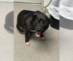 Small Labrador Retriever Mix