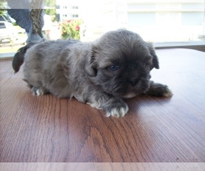 Shih Tzu Puppy for sale in S ZANESVILLE, OH, USA