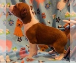 Small #11 Basenji