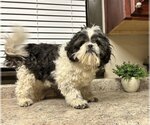 Small Photo #2 Shih Tzu Puppy For Sale in Studio City, CA, USA