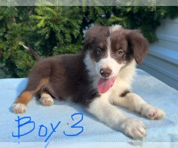 Medium Photo #8 Australian Shepherd Puppy For Sale in HYDEN, KY, USA