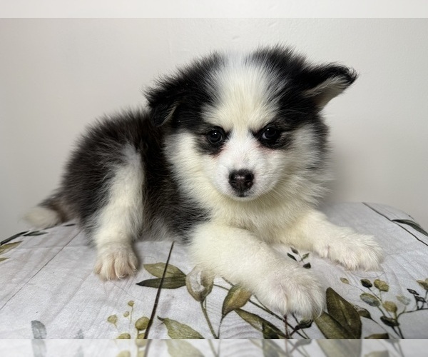 Medium Photo #3 Pomsky Puppy For Sale in NASHUA, NH, USA