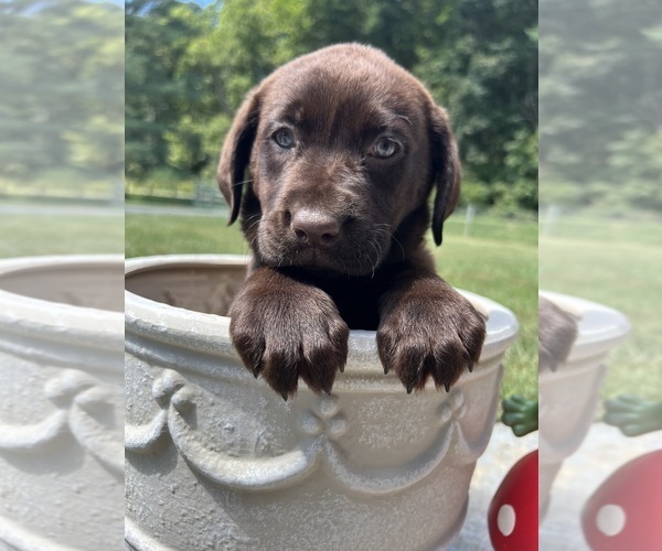 Medium Photo #2 Labrador Retriever Puppy For Sale in NEOLA, WV, USA