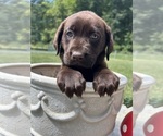 AKC Ready to Go - Male Labrador Retriever Puppy for Sale - Photo #2