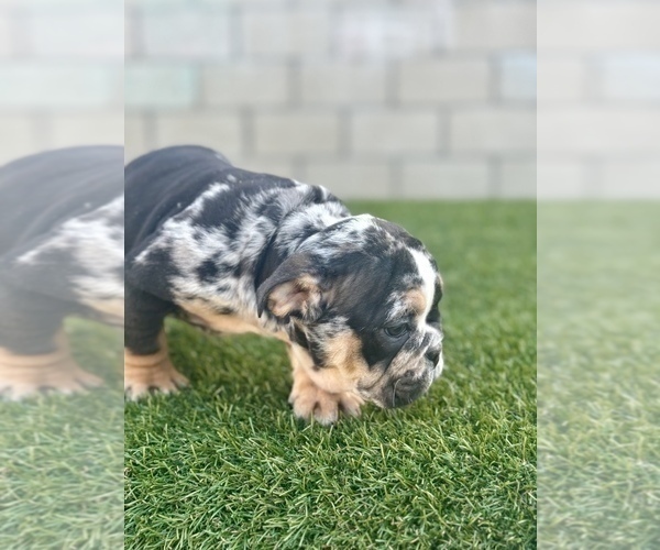 Medium Photo #6 English Bulldog Puppy For Sale in UNIVERSAL CITY, CA, USA