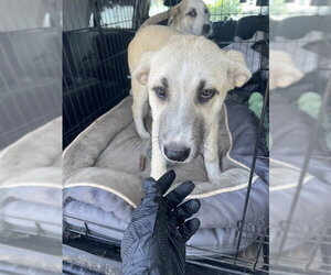 Labrador Retriever Dogs for adoption in Stockton, CA, USA