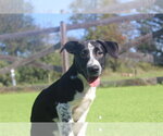 Small Photo #4 Basset Hound-Unknown Mix Puppy For Sale in Chestertown, MD, USA