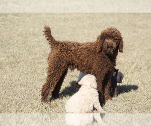Father of the Labradoodle puppies born on 11/01/2022