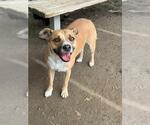 Small #1 Mutt