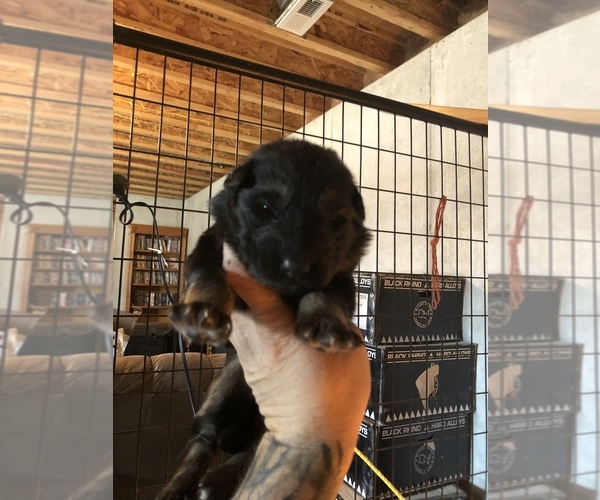 Medium Photo #31 German Shepherd Dog Puppy For Sale in GRAHAM, MO, USA