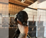 Small Photo #31 German Shepherd Dog Puppy For Sale in GRAHAM, MO, USA