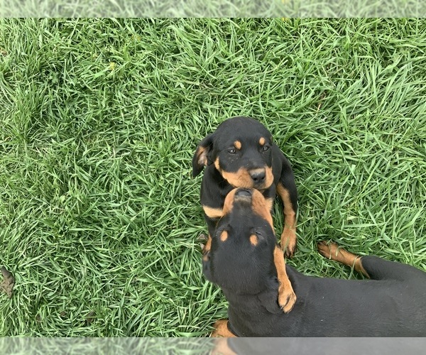 Medium Photo #1 Rottweiler Puppy For Sale in SIOUX CENTER, IA, USA