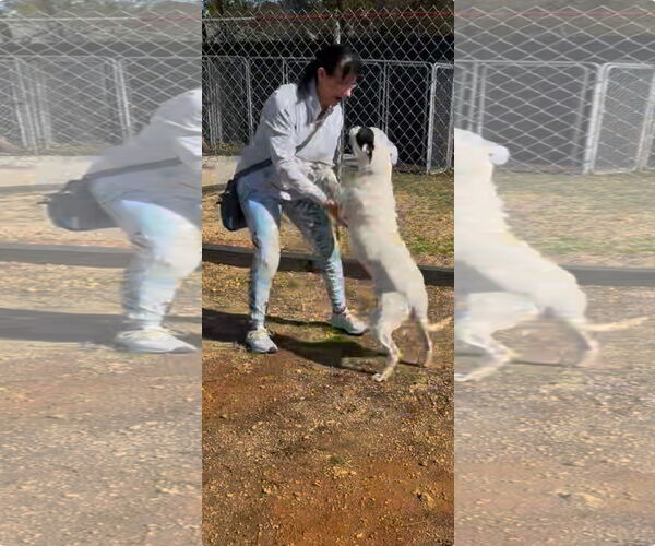 Medium Photo #2 American Bulldog-Labrador Retriever Mix Puppy For Sale in Atlanta, GA, USA