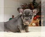 Small #4 French Bulldog