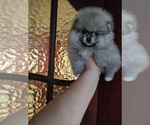 Small Photo #4 Miniature Spitz Puppy For Sale in MIAMI, FL, USA