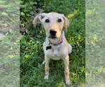 Small #1 Labrador Retriever Mix