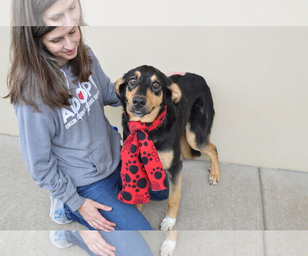 Medium Photo #2 Borador Puppy For Sale in McKinney, TX, USA