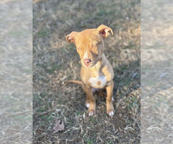 Medium Photo #7 Mutt Puppy For Sale in Woodbury, NY, USA