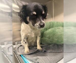 Chihuahua-Unknown Mix Dogs for adoption in San Martin, CA, USA