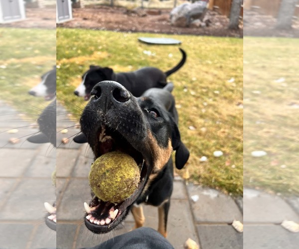 Medium Photo #3 Labrador Retriever-Unknown Mix Puppy For Sale in MIDWAY, UT, USA