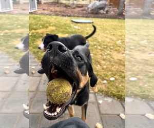 Zena - Female Labrador Retriever-Unknown Mix Dog for Adoption - Photo #3