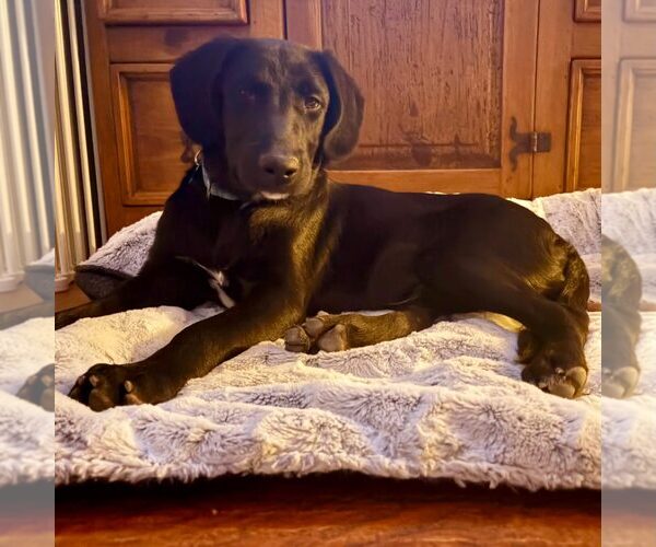 Medium Photo #4 Labrador Retriever-Unknown Mix Puppy For Sale in Cave Creek, AZ, USA