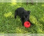 Small #4 Belgian Malinois