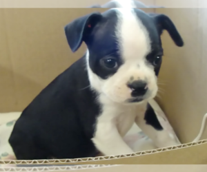 Boston Terrier Puppy for sale in BEND, OR, USA