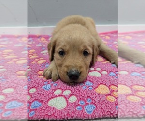 Golden Retriever Puppy for sale in WILLIAMSTOWN, KY, USA