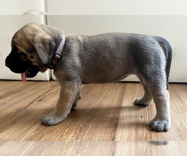 Medium Photo #25 Mastiff Puppy For Sale in CHESAPEAKE, VA, USA