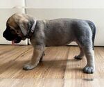 Small #24 Mastiff